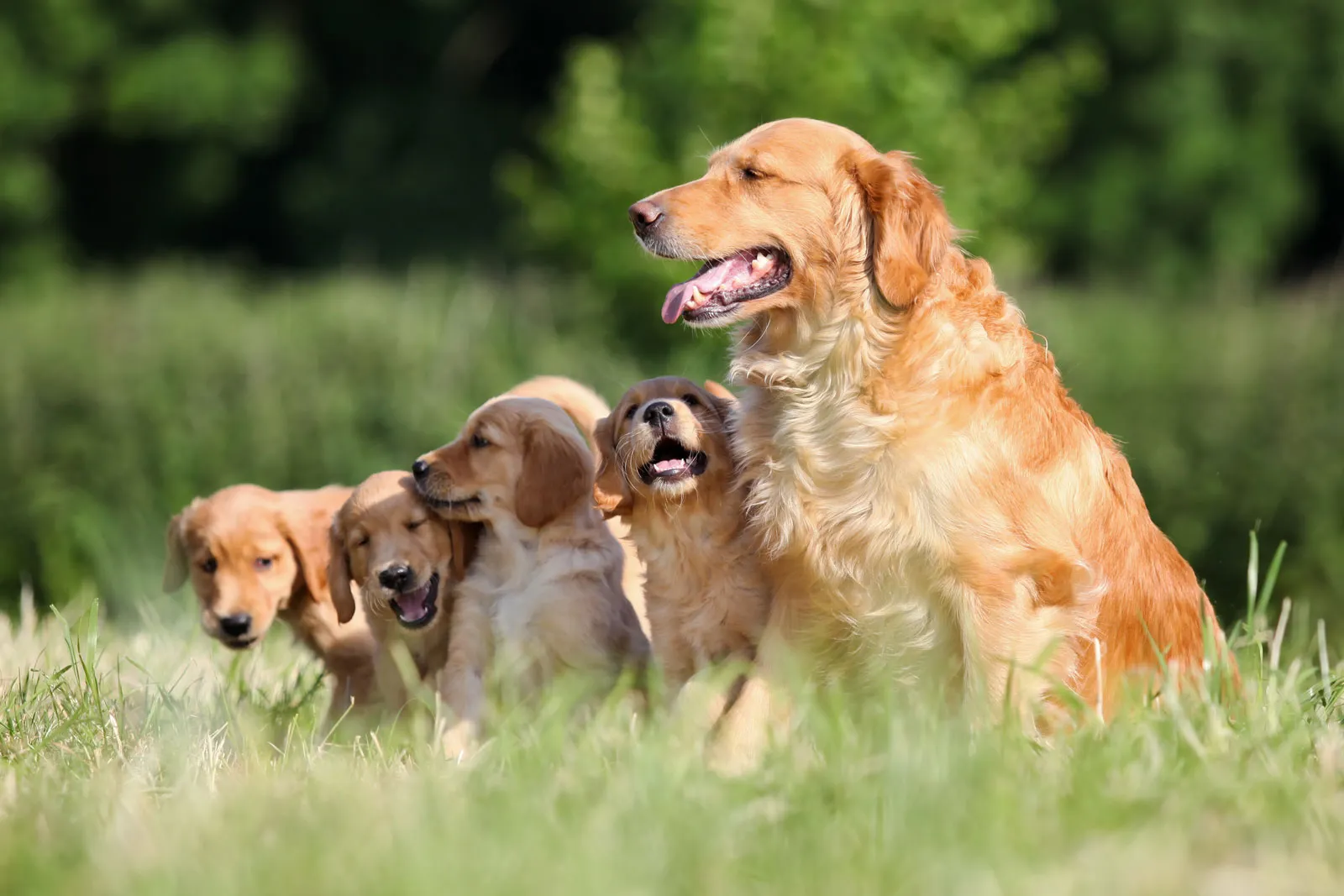 What Is So Special About Golden Retrievers?
