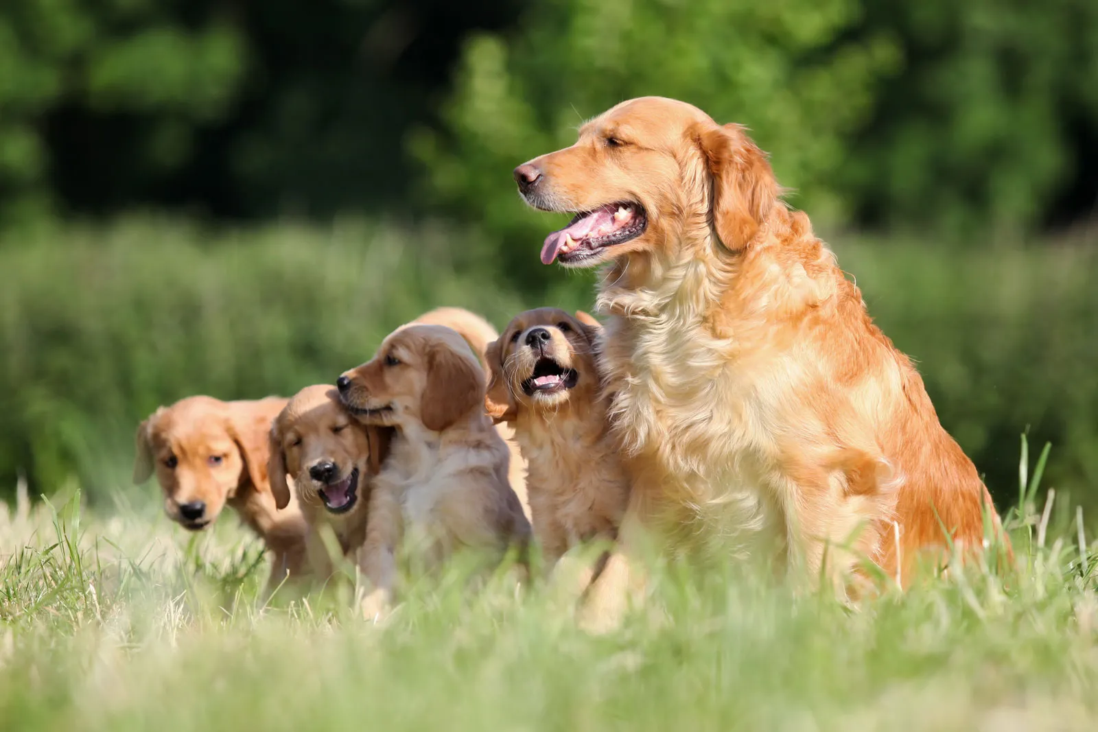 Golden Retrievers