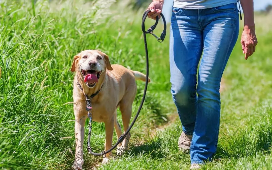 Dog Trainer